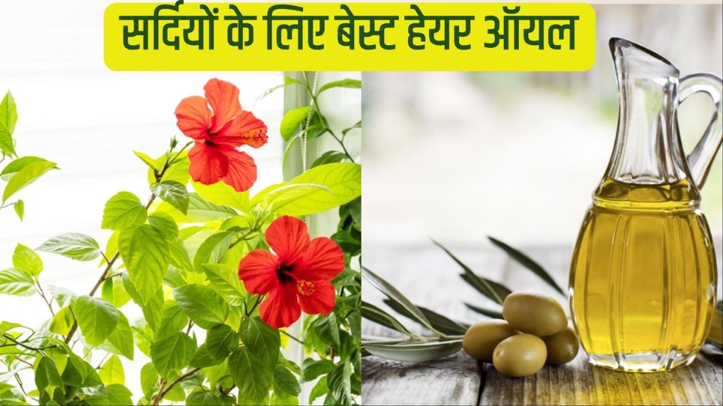 hibiscus and olive oil for hair