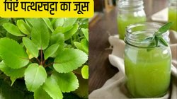 Patharchatta juice: बिस्तर से कूदकर फुर्ती से काम करेंगे आप, बस पी लें ये स्टैमिना बूस्टर जूस