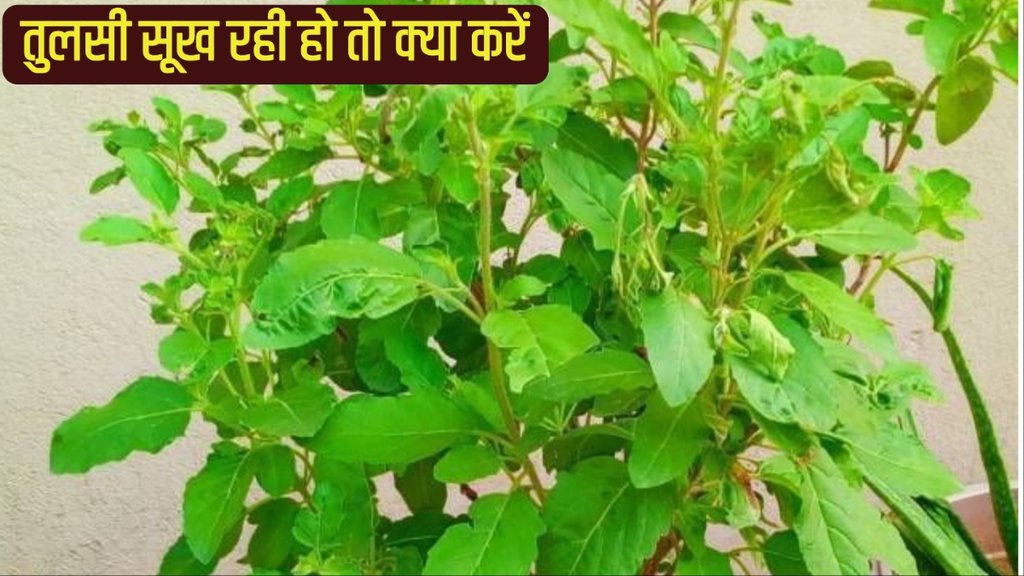 How to keep Tulsi alive in winter