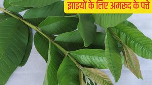 jhaiyon ke liye amrud ke patte ke fayde