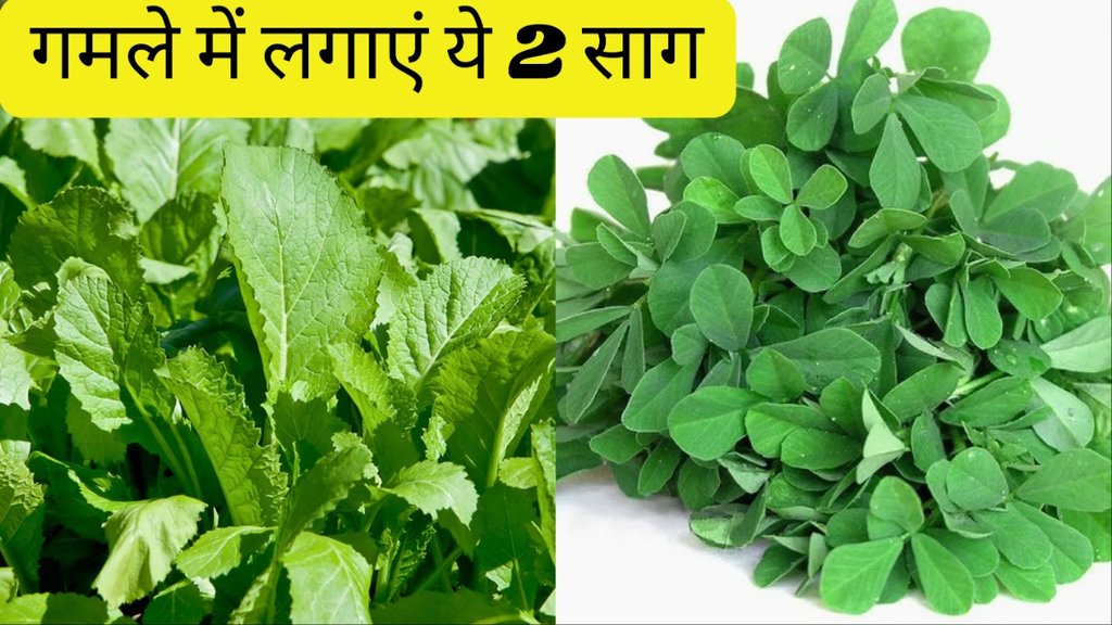 how to grow sarson methi ka saag at home