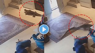 Monitor lizard, Monitor lizard entered the house, viral video