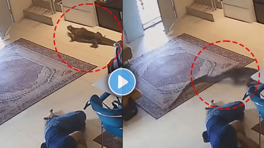 Monitor lizard, Monitor lizard entered the house, viral video