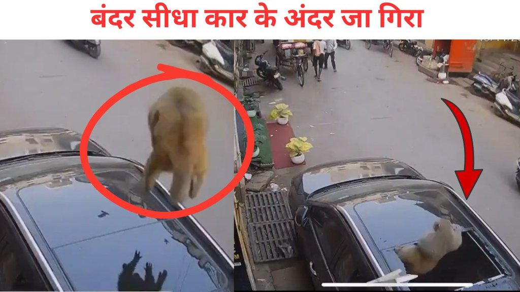 Monkey Viral Video, Monkey jump on car,