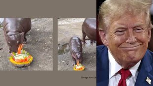 hailand viral hippo predicts 2024 US election winner; zoo posts video | Trending News