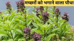 सर्दी में एक साथ गायब होंगे मच्छर और मच्छरदानी… बस अपने घर की बालकनी और आंगन में लगा लें ये आयुर्वेदिक पौधा