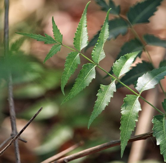 Neem