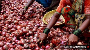 Onion Price In Delhi-NCR, Onion Prices in India