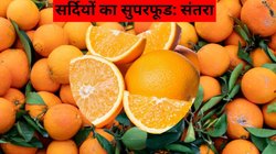 सर्दियों का सुपरफूड है संतरा, इस समय रोज एक खाने से मिलते हैं कई लाभ; यहां से नोट कर लें सही टाइमिंग