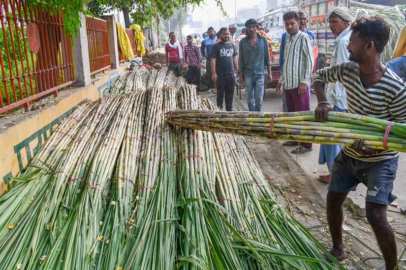sugarcane