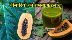 रोज एक चम्मच पी लें इस फल के पत्तों का जूस, शरीर में एंटर होने से भी घबराएंगी बीमारियां, पेट की गैस भी झट से निकलेगी बाहर