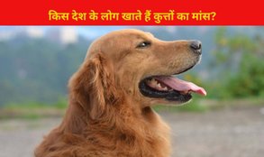 People of this country eat dog meat