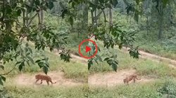 ड्यूटी पर तैनात फॉरेस्ट गार्ड के सामने अचानक आ गया बाघ, घबराया नहीं इस तरह बचाई अपनी जान, Viral Video देख आप भी करेंगे बहादुरी की तारीफ