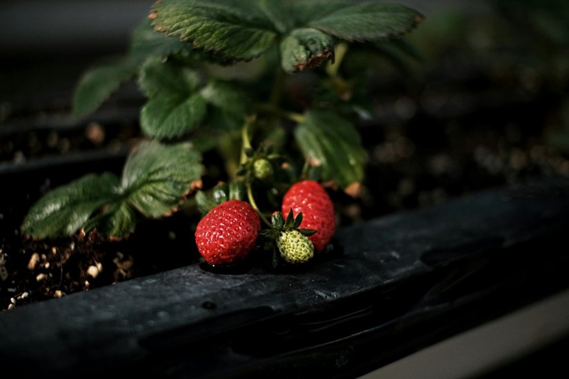 Plant strawberries in pots