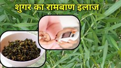 सालों से शुगर नहीं हो रहा कंट्रोल, हफ्ते में एक बार खा लो ये हरी सब्जी, शरीर में बीमारी का नहीं बचेगा नामोनिशान