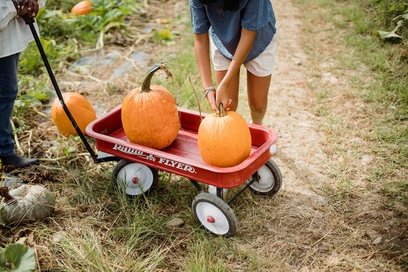 Pumpkin