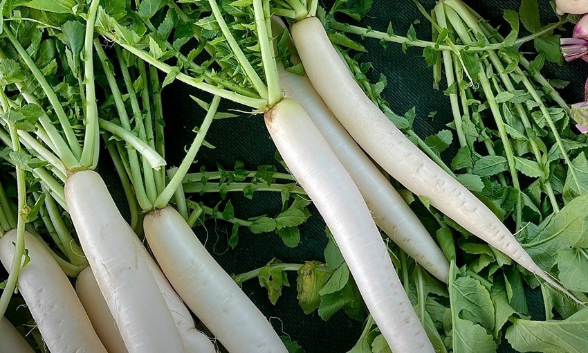 Radish boosts immunity
