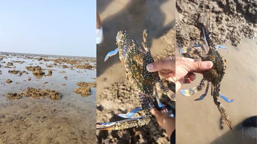Rare marine species India
