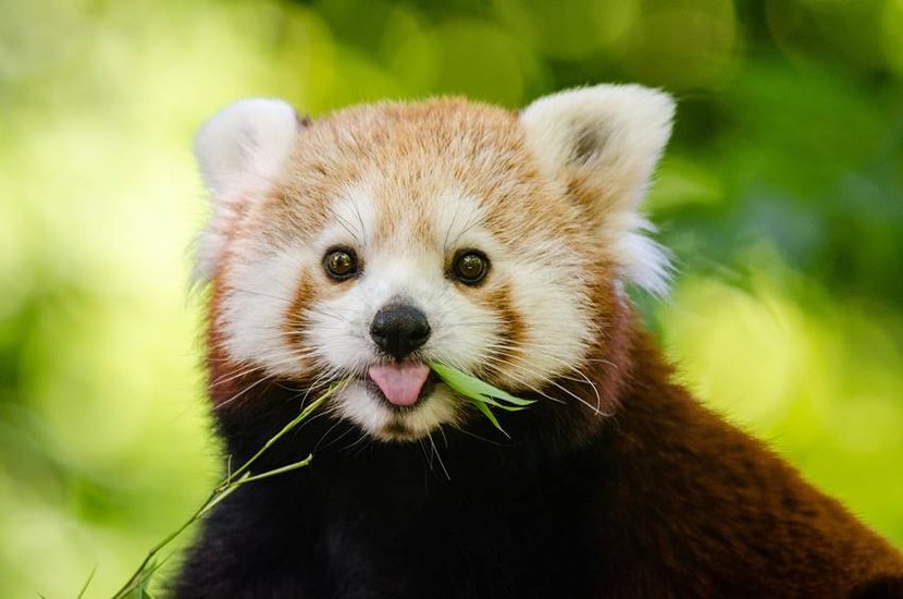 Red panda