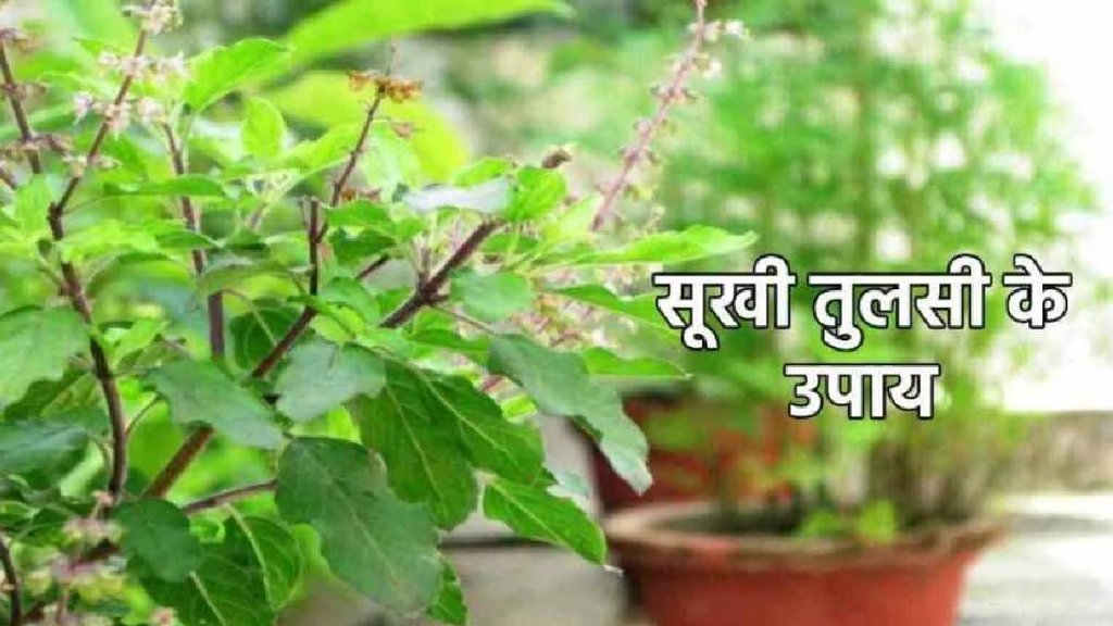 tulsi vastu tips, How Do You Use Dried Holy Basil, तुलसी के सूखे पौधे का क्या करें, Tulsi Ke Sukhe Paudhe Ke Upay, how to worship tulsi plant at home, tulsi vastu tips in hindi, why is tulsi plant kept outside,