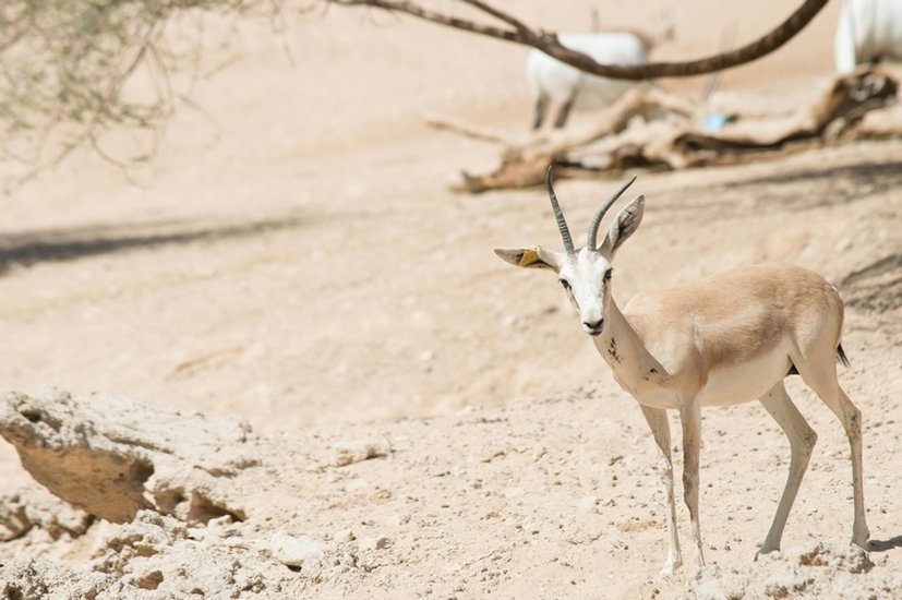 Sand Gazelles