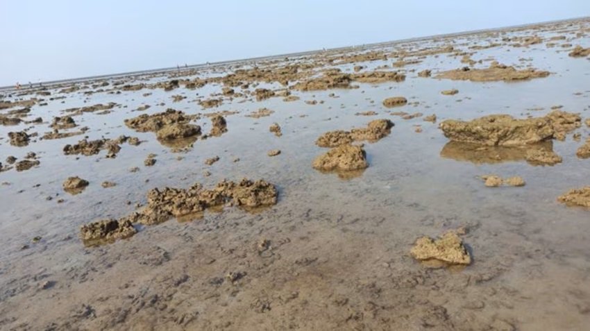 Sea creatures in Marine National Park