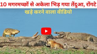 crocodile, Leopard, Leopard And Crocodile Fight