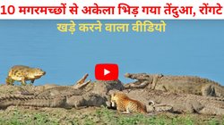 हिरण के लिए खतरनाक मगरमच्छों से तेंदुए ने छेड़ दी जंग, जो हुआ वह देख बढ़ जाएंगी धड़कनें, देखें Viral Video