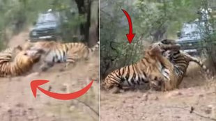 Tigers fight viral video, Maharashtra Shocking Fight Between Two Tigers,