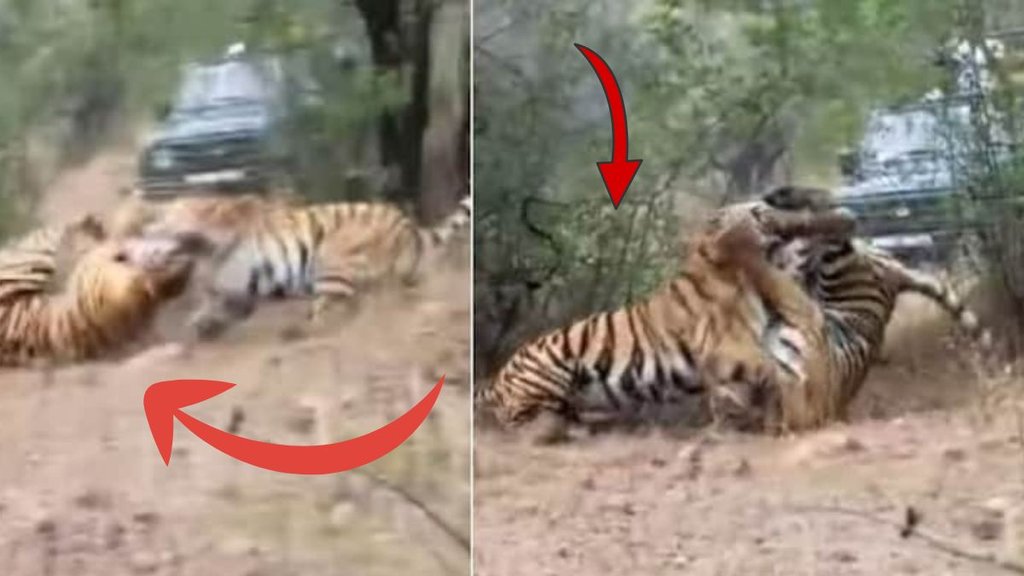 Tigers fight viral video, Maharashtra Shocking Fight Between Two Tigers,