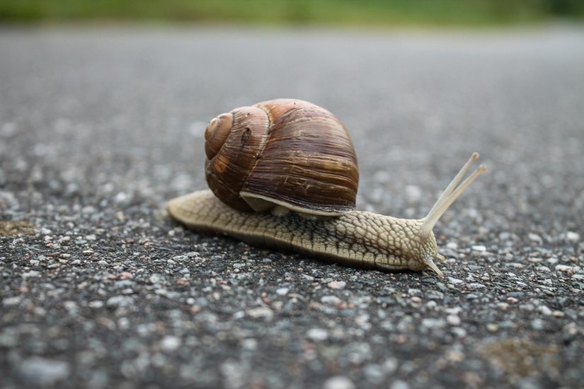 Snow Spiral Snail
