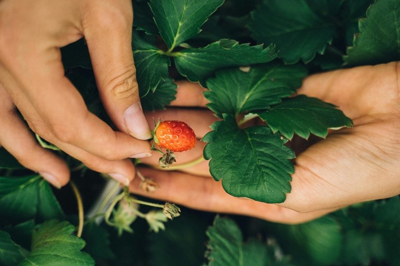 Strawberry planting tips for beginners