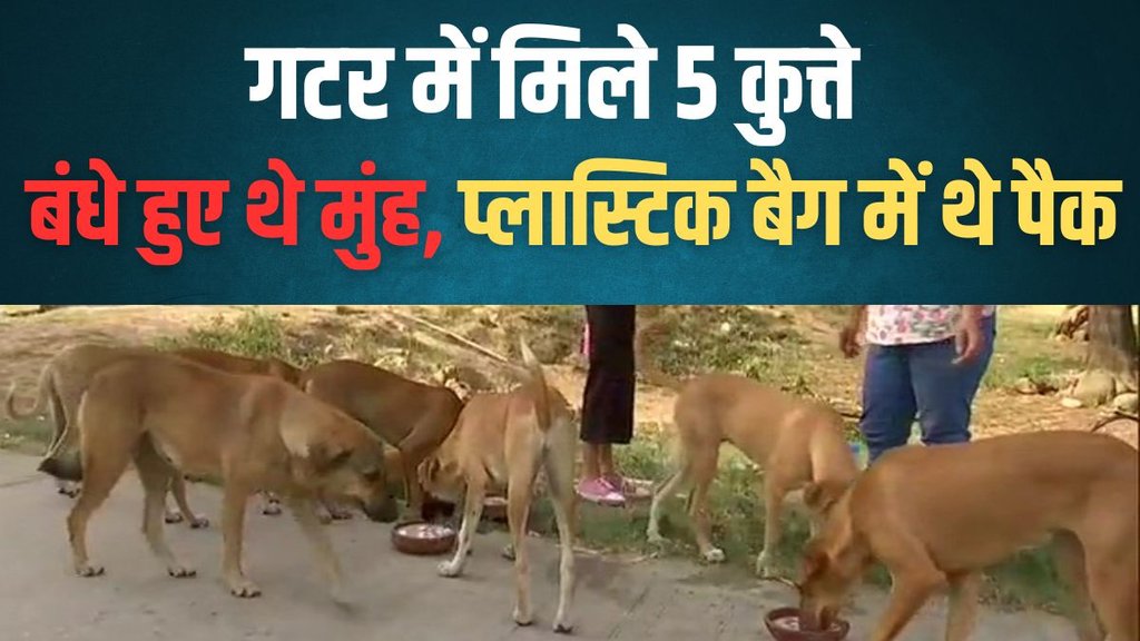 Stray Dogs, Dogs killed, Stray Dog News