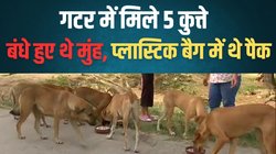 गटर में मिले 5 मरे हुए कुत्ते, बंधे हुए थे मुंह, प्लास्टिक बैग में थे पैक, ‘जल्लाद’ की तलाश में जुटी पुलिस
