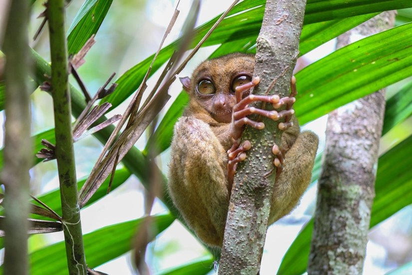 Tarsier