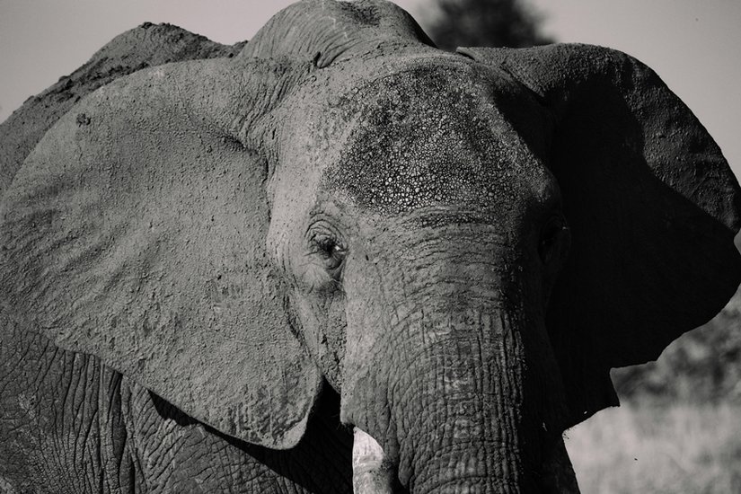 Tennessee elephant execution