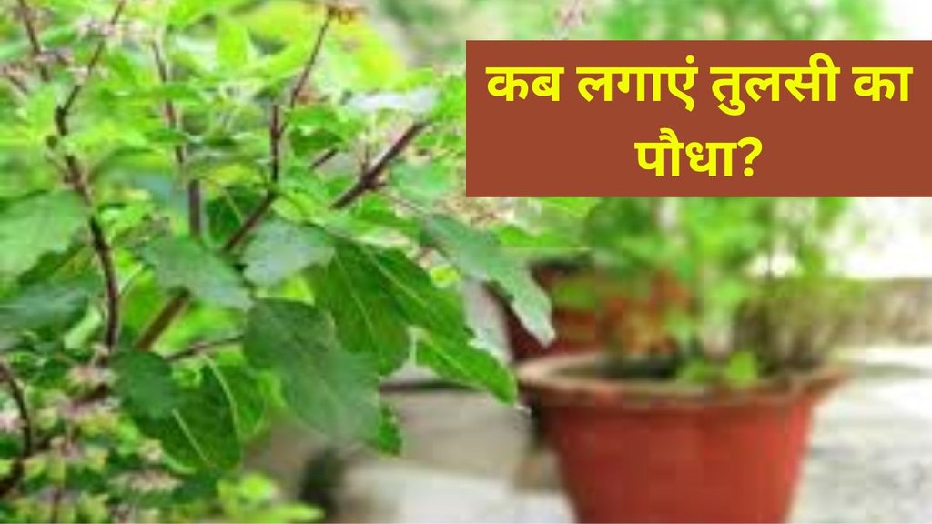 Tulsi Plant। How to Grow Tulsi Plant । Tulsi At Home