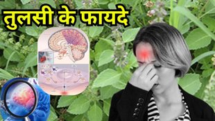 Tulsi Ke Fayde: तुलसी से सिर और माइग्रेन के दर्द का इलाज।