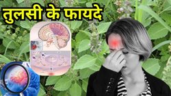 Basil Benefits: तुलसी की पत्तियों से करें सिर और माइग्रेन के दर्द का इलाज, बस इस तरह करें उपयोग