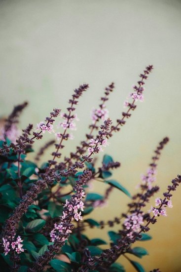 Tulsi root at main door benefits