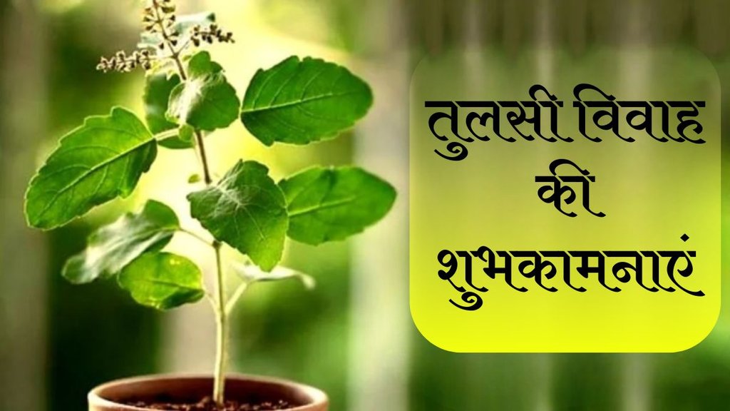 Tulsi Vivah 2024 Wishes । Tulsi Vivah 2024 Wishes Images । Tulsi Vivah 2024