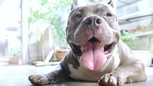 pitbull, dog bite, pitbull dog