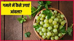 Akshaya Navami 2024: अक्षय नवमी पर शुभ माना जाता है आंवले का पेड़, जानें छोटी सी जगह में कैसे उगाएं आंवला