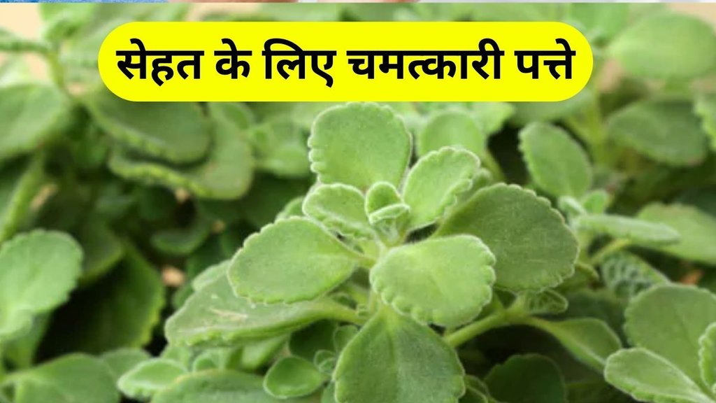 Vamu Leaves Benefits: चमत्कारी है वामू का पौधा