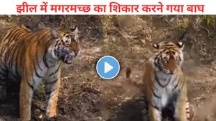 Viral Video, trending video, The tiger lost its prey,