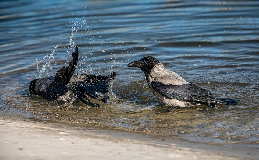 Washington University crow research