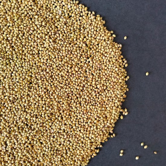 Weight Loss with Coriander Water