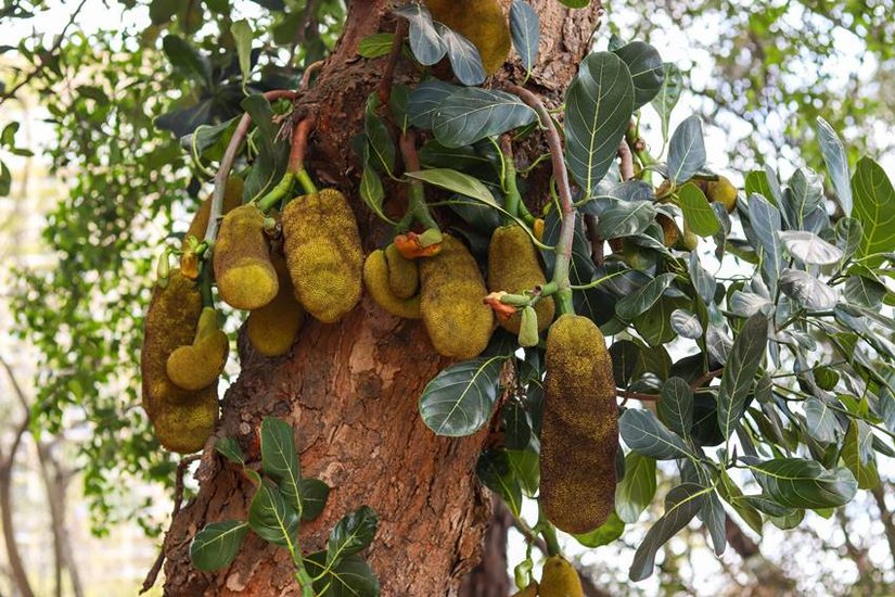Is Bangladesh and Sri Lanka National Fruit is Same