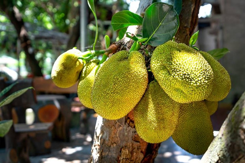 What is the name of Bangladesh National Fruit