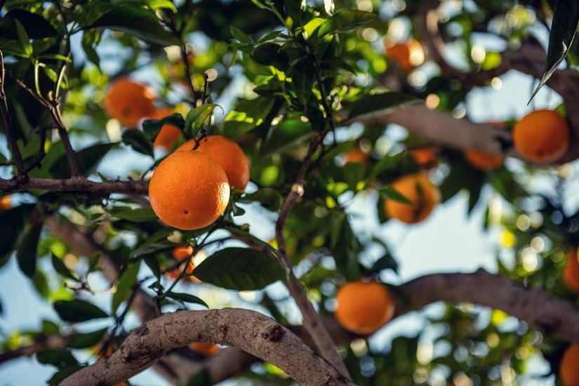  vitamins found in oranges